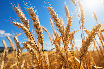 Fototapeta premium wheat fields in a nature background. ai generative