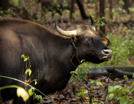 Sub-adult gaur at kanha national park