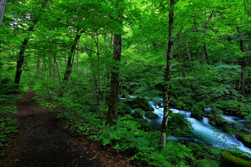 Hiking trails of Oirase River, located at Towada, Aomori, Japan