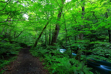 Hiking trails of Oirase River, located at Towada, Aomori, Japan
