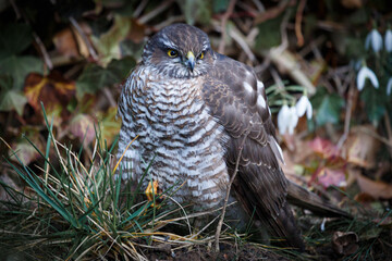 sparrowhawk