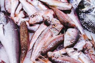 Poisson frais sur un étal dans un marché couvert du Sud de la France