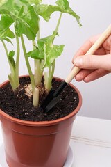 Close-up shot of a man's hand using a mini rake. Top view of a plant in a terracotta pot on the table. Home gardening.