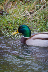 Mallard