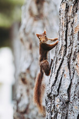 Fototapeta na wymiar Petit écureuil roux dans un arbre