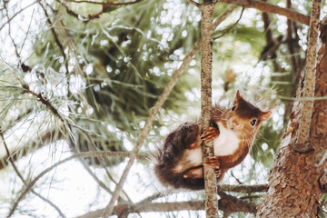 Petit écureuil roux dans un arbre