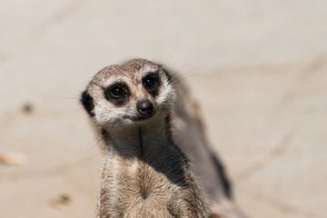 Meerkat mongoose on the look-out in the sun