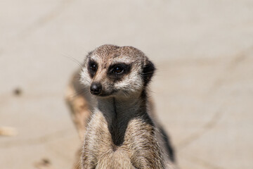 Meerkat mongoose on the look-out in the sun