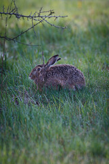 Hare