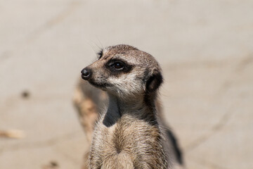Meerkat mongoose on the look-out in the sun