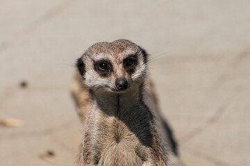 Meerkat mongoose on the look-out in the sun