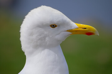 Close-up of a white seagull looking into the camera with a green landscape and the sea in the background