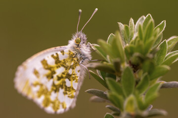 Variegated butterfly Anthocharis cardamines sits on a green plant in the forest