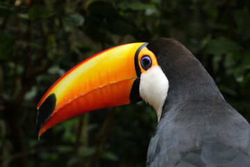 Toucan © Alex