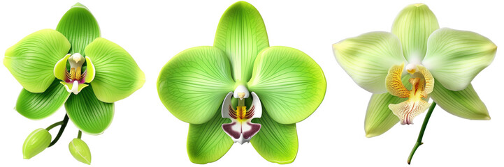 flower collection, green orchid blossom bundle isolated on white backgroundas transparent PNG, generative AI