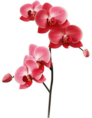 Red orchid blossoms isolated on white backgroundas transparent PNG, generative AI
