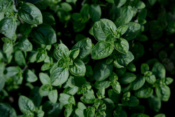 Fresh green oregano leaves close up