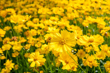 The golden chrysanthemum grows in summer