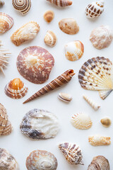 Seashells aesthetic background. Sea shells summery poster.