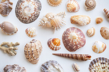 Seashells aesthetic background. Sea shells summery poster.