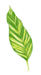 tropical leaves watercolor