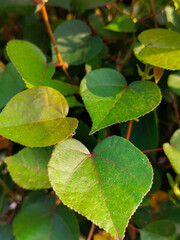 Selective focus. Cincau (leaf jelly) creeping plant or Cyclea barbata growing in a family garden in Java, Indonesia. The leaves can be extracted into jelly drink.
