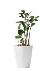 Smart white flower pot with watering system, water level indicator. Zamioculcas in a smart flowerpot.