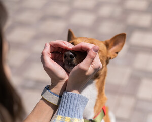 A woman makes a heart of her palms on her dog's face. A non-barking African Basenji dog.