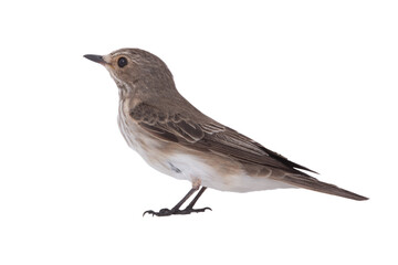 Spotted Flycatcher isolated on white background