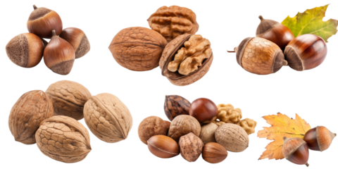 Set isolated on a transparent background of autumn plants and fruits. Generative AI.