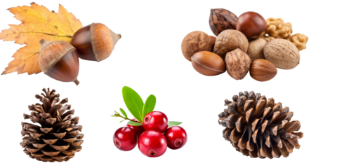 Set isolated on a transparent background of autumn plants and fruits. Generative AI.