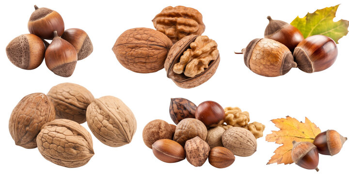 Set isolated on a transparent background of autumn plants and fruits. Generative AI.