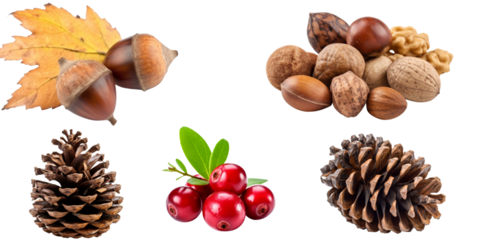 Set isolated on a transparent background of autumn plants and fruits. Generative AI.