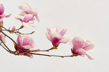 Blossom of magnolia flower on tree branch in springtime against white background.Tender pink saucer magnolia flowers