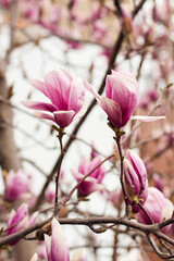 Sulange magnolia close-up on tree branch. Blossom of magnolia in springtime. Pink Chinese or saucer magnolia flowers tree. Tender pink flowers