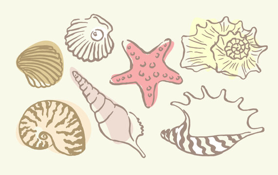 Shells , colorful  seashells , shellfish, conch , mollusks , starfish , marine illustration, vector illustration , stickers, decorations, ocean , scallops, doodle 