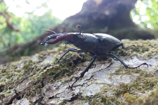 The stag beetle is completely harmless despite its massive jaws