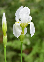 Naklejka na ściany i meble photos of various garden flowers, white lily