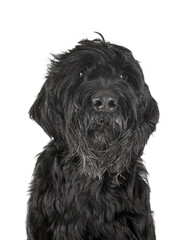 Giant Schnauzer in studio