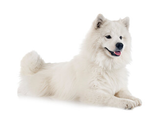Fototapeta premium samoyed dog in studio