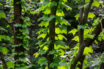 Spring woods, vines wrapped in the trees.