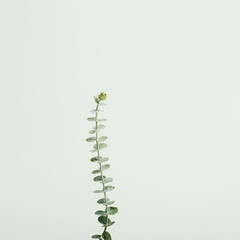 eucalyptus leaf on square canvas.