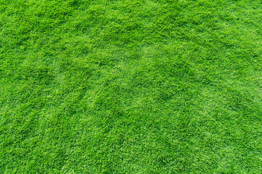 Green grass texture background, grass garden concept used for making green background football pitch, Grass Golf, green lawn pattern textured, microstock photo
