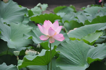 Photo of a reflecting lotus flower on the background of lotus leaves in a park of china, a pink flower and green lotus fields