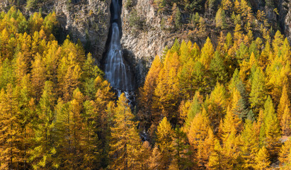 La Pisse waterfall in the French Alps. Autumn in the Queyras Regional Natural Park with golden larch trees. Ceillac, Hautes-Alpes, Alps, France