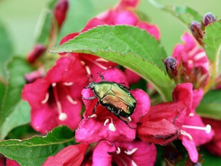 Cetonia aurata beetle on flower of weigela shrub