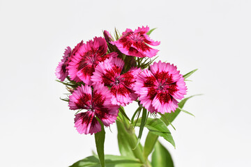 Dianthus barbatus flower isolated on white background