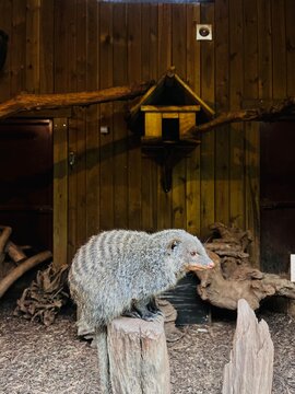 Photographie de deux animaux / L'un est imposant et grand tandis que l'autre minuscule et aimant : c'est ici la contraste de cet assemblage photographique ! 