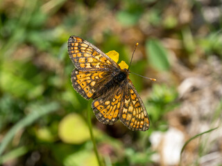 Obraz premium Marsh Fritillary Resting in a Meadow