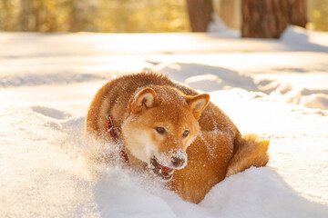 A dog of the Shiba Inu breed walking in the snow-covered forest in winter. A dog of a beautiful red color playing in the snow